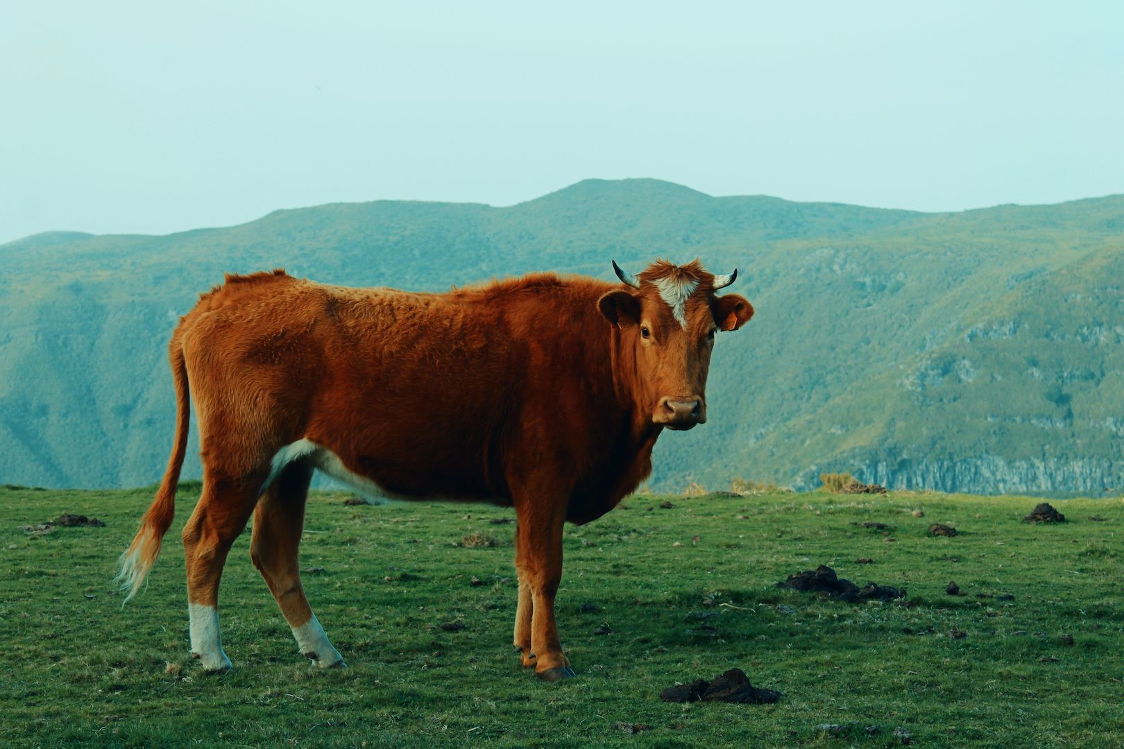 Coastal view in Funchal, Portugal.